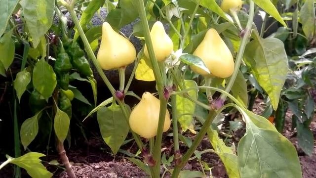 Клубничка острая. Перец острый