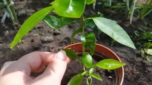 Грейпфрут в домашних условиях