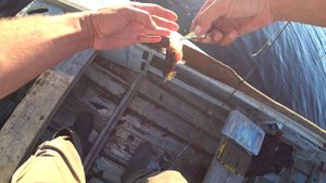 Трофейная щука