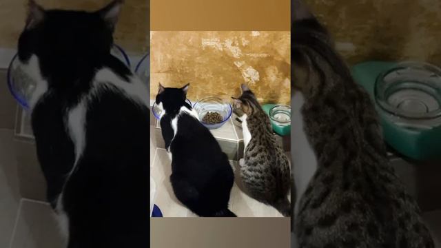 #аmici animali🐾🐾🐈⬛🐈💖💙#друзья питомцы#фотосессия любимых животных#Сизма-Цезарь-Супчик#Мерилин Монро