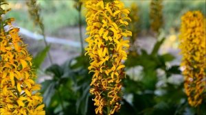 Бузульник Пржевальского The Rocket. Видео цветения бузульника в середине лета