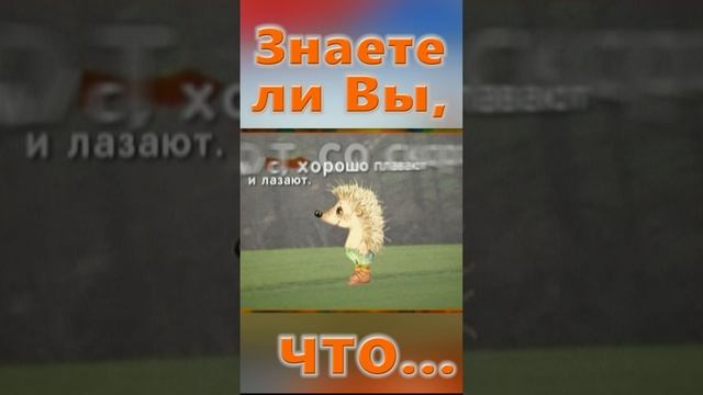 Знаете ли Вы, Что? Ежик