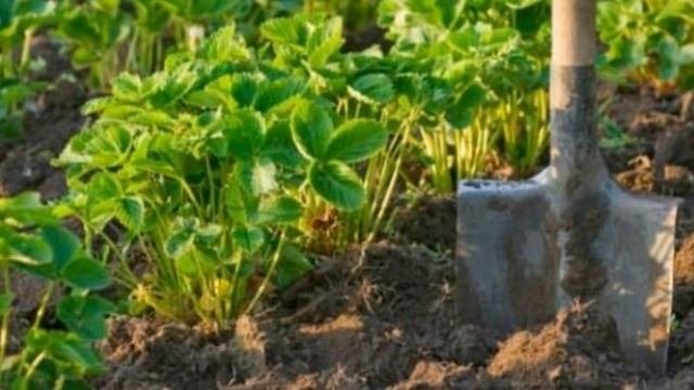 Земляника - делим кусты.  Еще один способ размножения садовой земляники