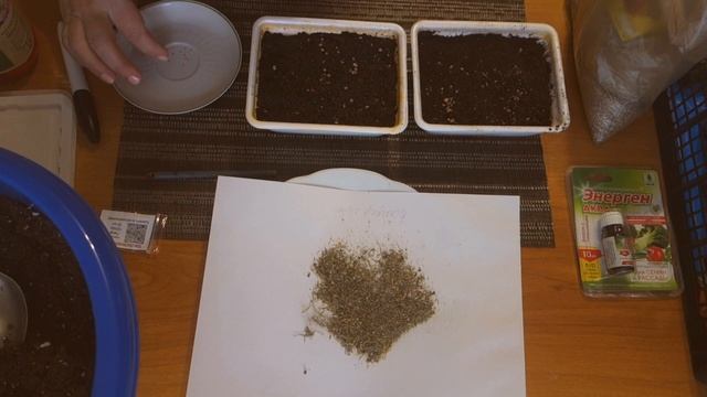 Посев алиссума на рассаду смотреть онлайн