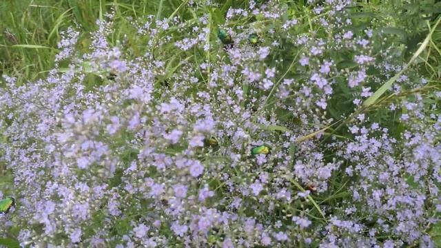 Цветёт кермек смотреть онлайн