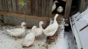 когда начнут нестись гуси? чем кормить гусей, для репродуктивных яиц?