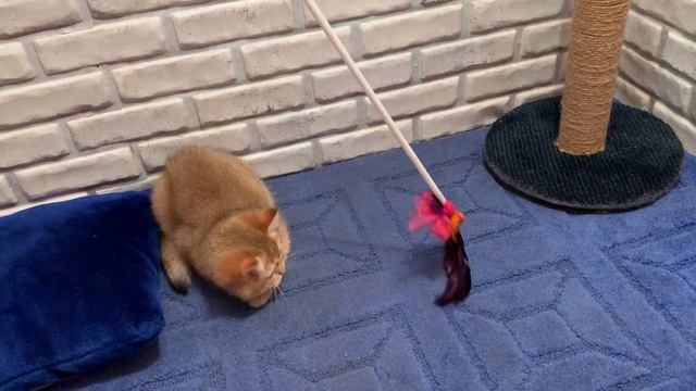 Продажа британских котят золотая шиншилла