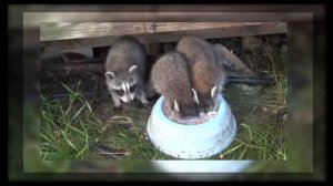 Baby raccoon drinking milk, immersing its head in a bowl.