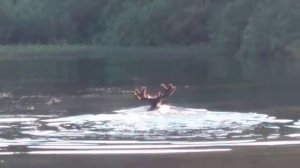 Встретил лося на рыбалке.