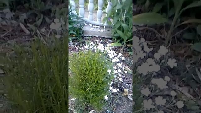 Сантолина и ясколка - прекрасное контрастное сочетание в дизайне!!!! смотреть онлайн