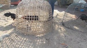 Бойцовые петухи Таиланда.