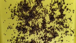 Сеем морковь, чтобы взошла быстро/мой способ и мамины советы как избавиться от морк...