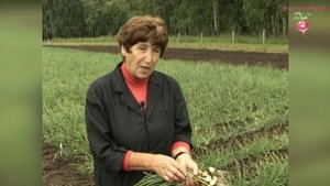 Урожайный лук шалот #urozhainye_gryadki