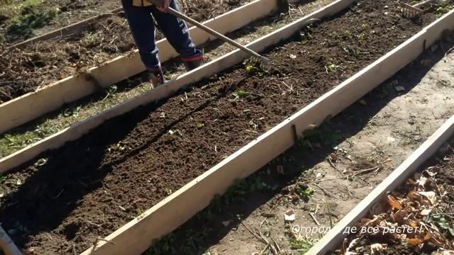 Три причины посадить лук под зиму.mp4 смотреть онлайн