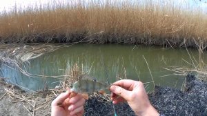 Рыбалка на поплавочную удочку. Ловля окуня. Первая рыбалка