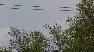 Crow hunting, Кроухантинг 2022 июль-август на ворон