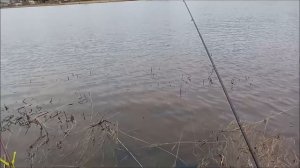 р. Луга . Инспекция. Рыбнадзор.Проверка.