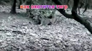 как охотится тигр?