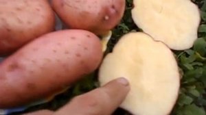 Купить на www.pomidom.ru Картофель Сарпо Мира  (Sarpo Mira Potatoes)