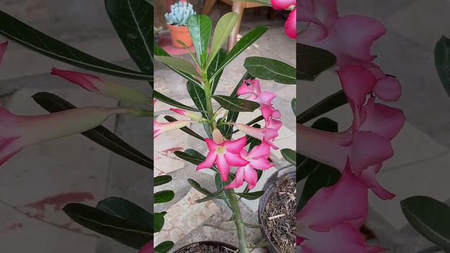 #short CULVIDO DE ADENIUM O ROSA DEL DESIERTO