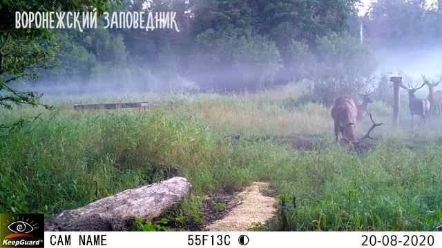 Благородный олень: август – пока всё мирно! Воронежский заповедник