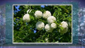 Королева сада калина Бульденеж. Bush viburnum buldenezh  Белые цветы Видео зарисовка
