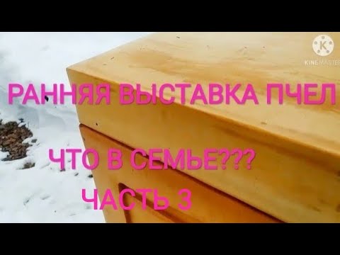 Ранняя выставка пчел. Пробую метод Сергея Гопка. Часть 3