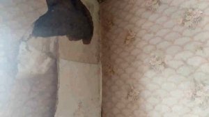Поиск места "КЗ" и быстрый ремонт электропроводки в старом-новом доме без специнструмента