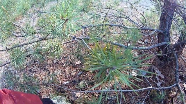 Сбор грибов в декабре Часть 2 смотреть онлайн