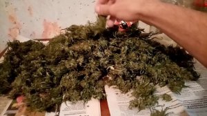 "Outdoor 4" харвест половина от куста.. 2022