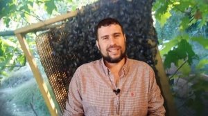 Как поймать рой. Ловля роёв пчел чревато последствиями можно заразить пасеку