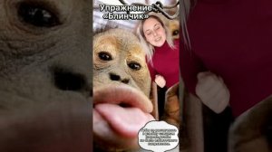 Артикуляционная гимнастика с животными
