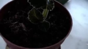 Глоксиния часть 2  Выращивание из клубней