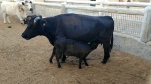 Телёнок пьёт молоко! Calf drinking milk! #телёнок