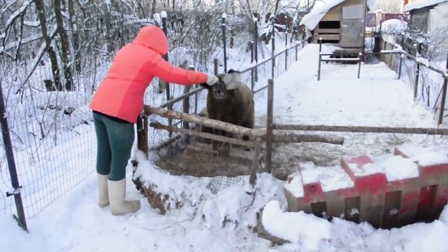 «Кучерявое Свиноводство». Венгерская Мангалица \ Hungarian Mangalitsa