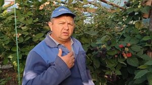 Еживика Прайм арк Фридом в середине сентября