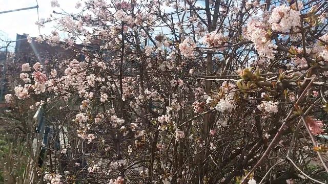 Красавица марта в саду смотреть онлайн