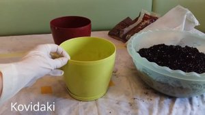 Весенняя посадка клубней Каллы Зантедеския