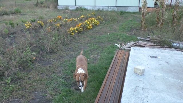 Утепление дома. Кота купаю | Скорняковы смотреть онлайн