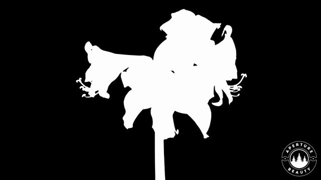 Flower Timelapse with Drottningsholmsmusiken Allegro - String Quartet