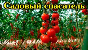 Специальный садовый спасатель для томатов...