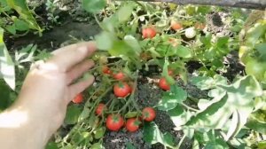Томат Черри низкорослый.