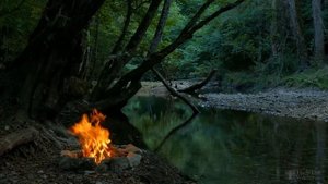 Азалия японская садовая посадка и уход