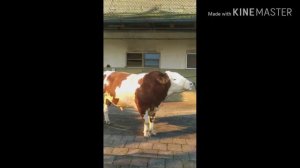 Бык 1,500 тонн The Biggest bull. 1 Ton.500 kg.🐂🐂🐂