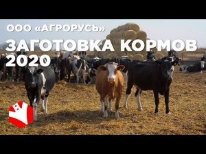 Заготовка кормов в 2020 году | Обзор фермы | Молочное животноводство | Растениеводство