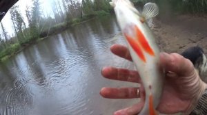 ОТЛИЧНАЯ  РЫБАЛКА на красивой таежной реке Еты-пур . Зачетный окунь на кренк.