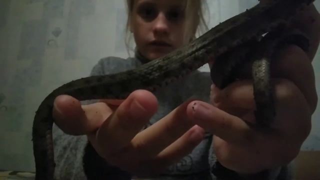 Все мои змеи,ужи,рассказ про них) смотреть онлайн