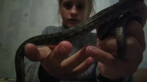 Все мои змеи,ужи,рассказ про них)