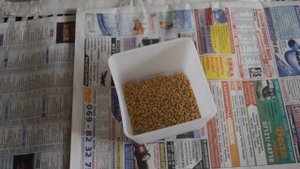Сколько съедает перепелка корма в день. Провожу вынужденный эксперимент.