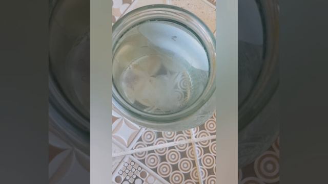 Медузы Чёрного моря под микроскопом!!!